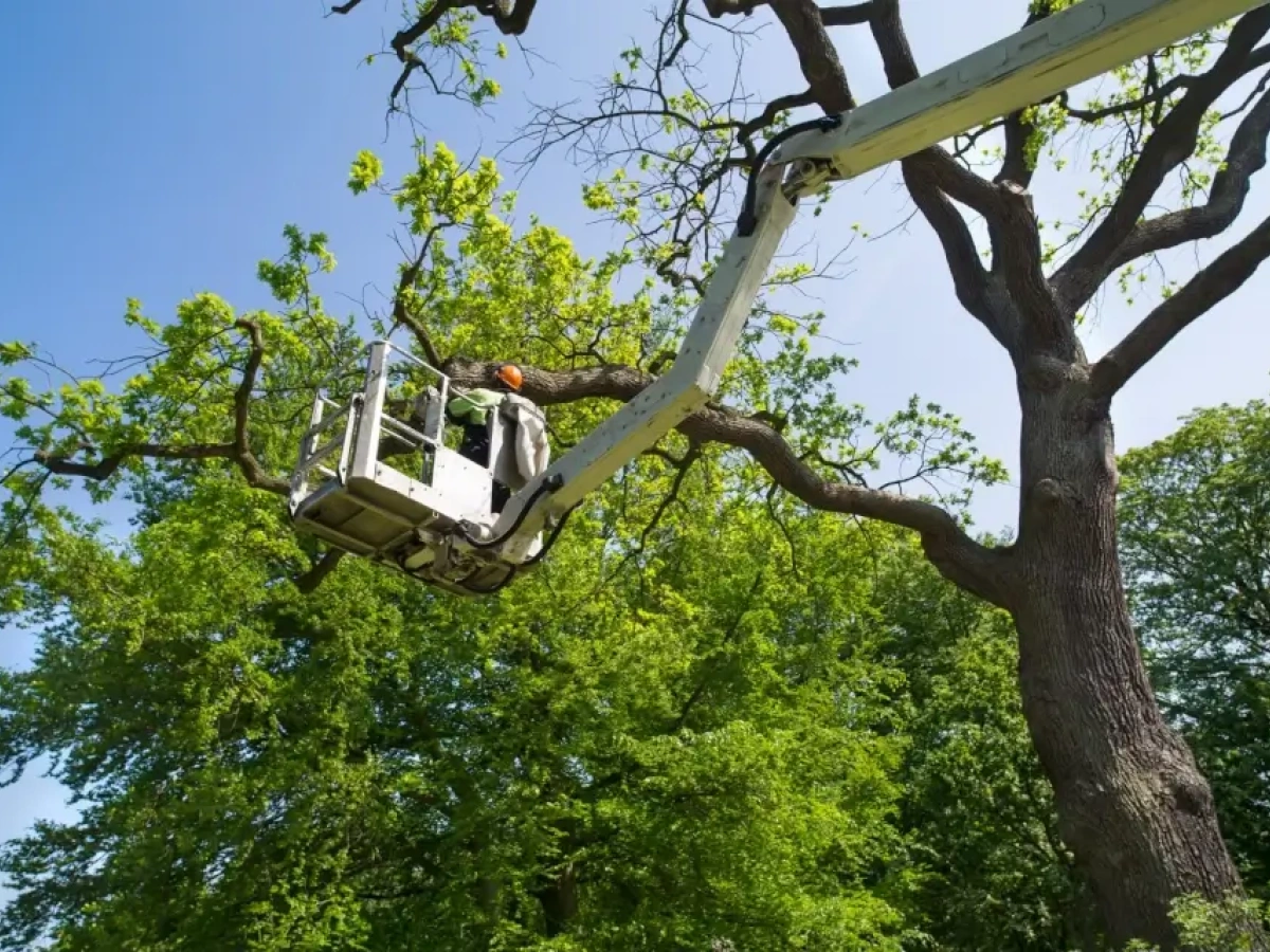 Tree Cabling and Bracing Supplies