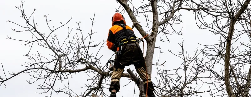 Tree service insurance requirements by state