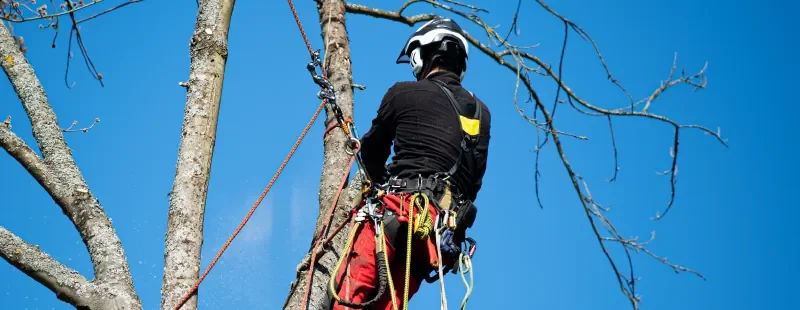 Baumpflege-Sattel oder Klettergurt: Was ist der wirkliche Unterschied?
