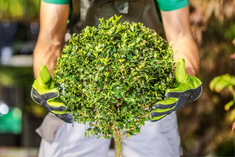 Landscaper Experience Requirements