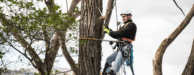 Safety Standards: ANSI Z133 and OSHA Requirements