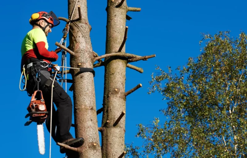 The Importance of Urban Forests and Green Spaces