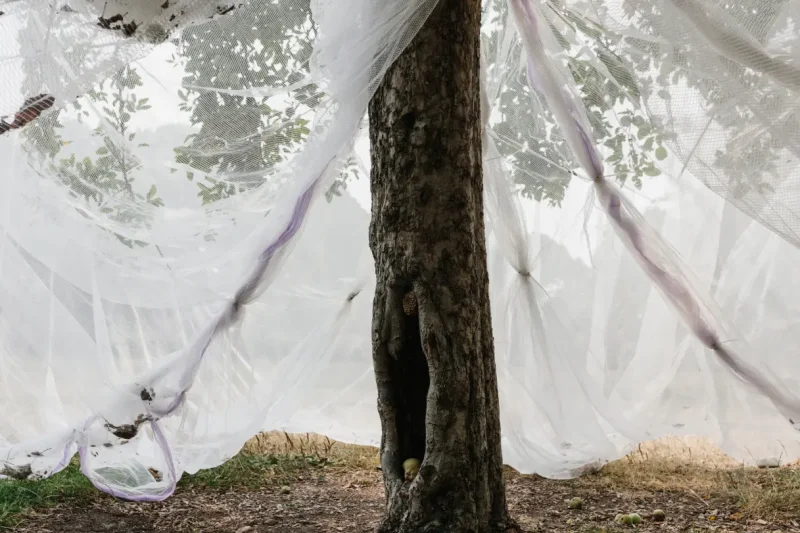 Propagation In Tree Care Management