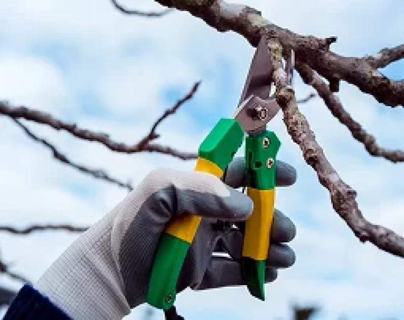 Tree Service Owner Salary: What's the Take-Home Pay?