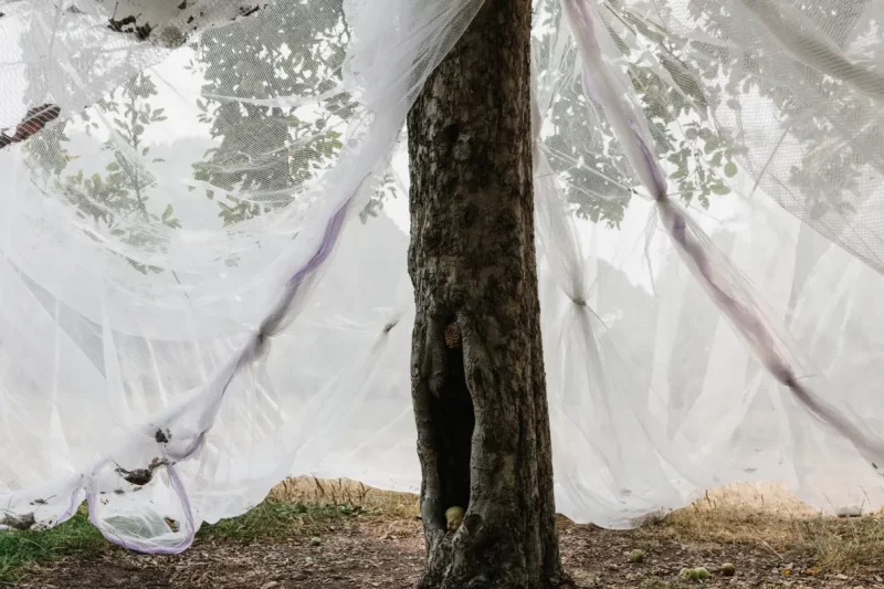 Propagation In Tree Care Management