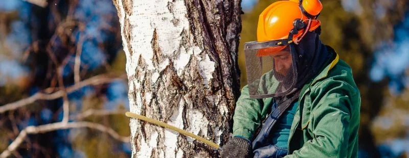 Why Arborist Work Costs What It Costs