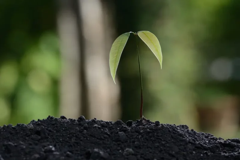 Biochar and Trees Health