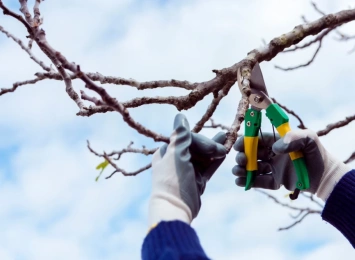 The Art and Science of Pruning: Best Practices for Healthy Trees