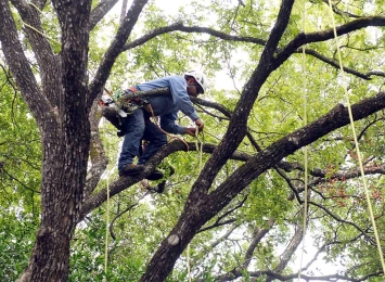 The 9 Most Common Mistakes Tree Care Companies Make
