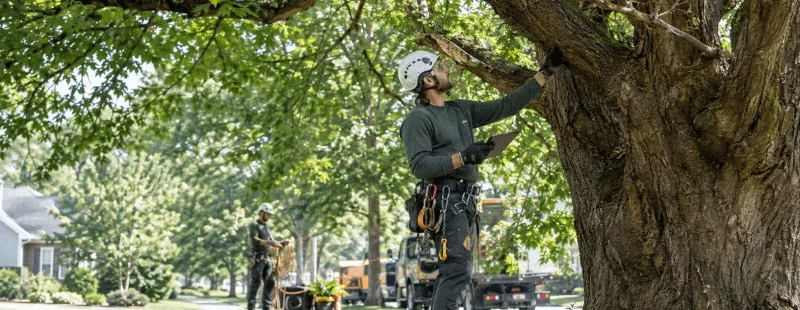 Arborist Job Outlook: What the Numbers Say for 2026