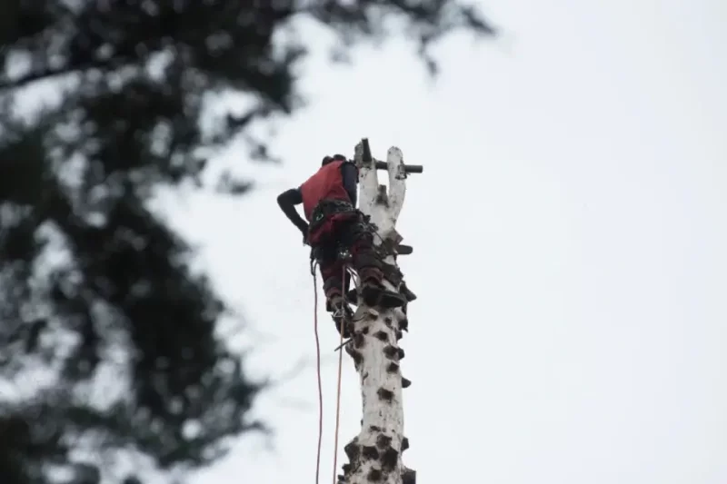 Innovative Sales Techniques for the Arboriculture Industry