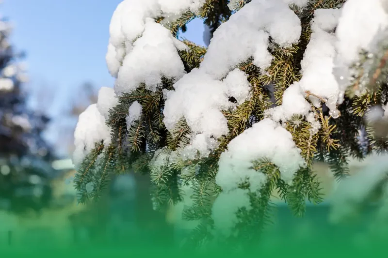 1. Reduced Stress via Dormancy