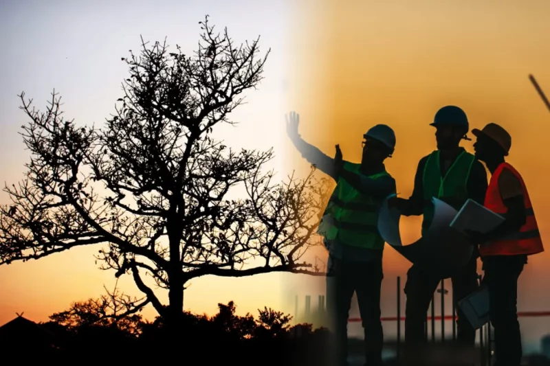 Tree Protection Success