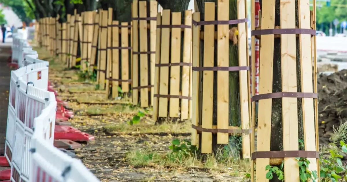 Tree Preservation During Construction: Best Practices | ArboStar