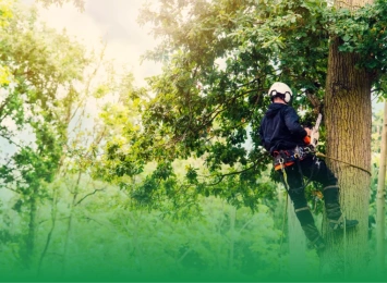 Unlocking Client Confidence: The Essential Role of Arborist Certification