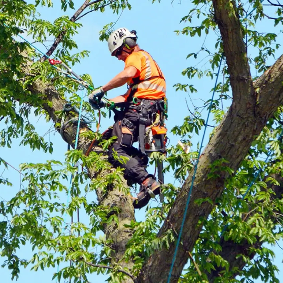 Evolving Tree Care Practices: A Glimpse into Arboriculture's Future
