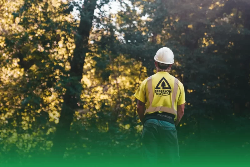 What to Consider for Selling Your Tree Care Business?