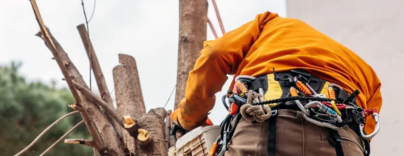 How to Verify an ISA Certified Arborist