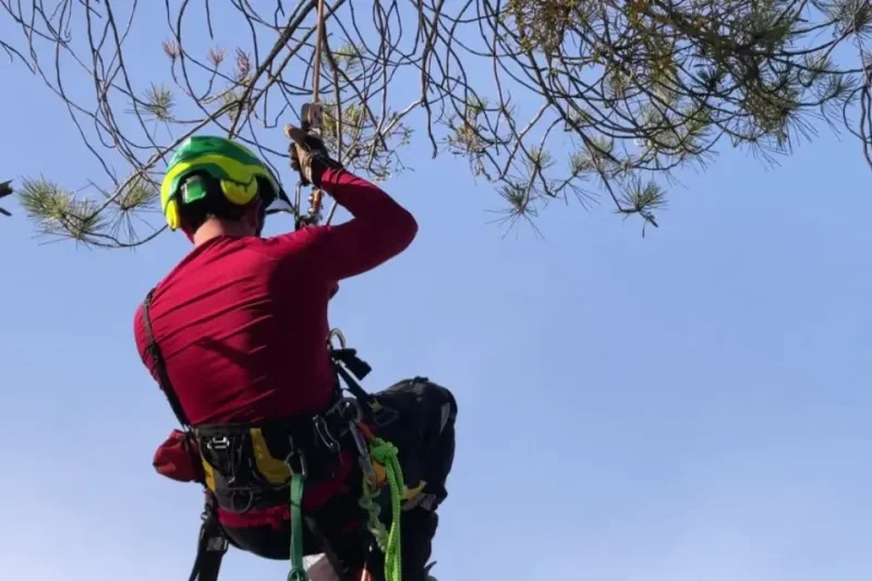 Características clave a buscar en un casco para arbolistas