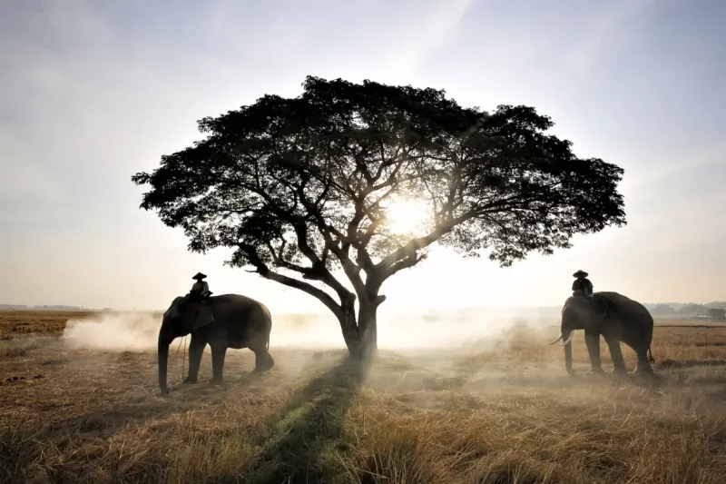 Frontliners In Carbon Offset: Tree Care Companies And Arborists