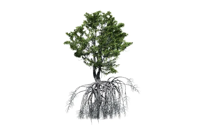 Common Problems Associated With Roots And How To Solve Them