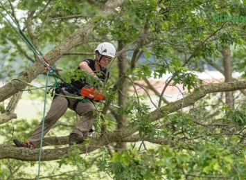 The History and Evolution of Arboriculture: A Look Back at the Industry's Roots