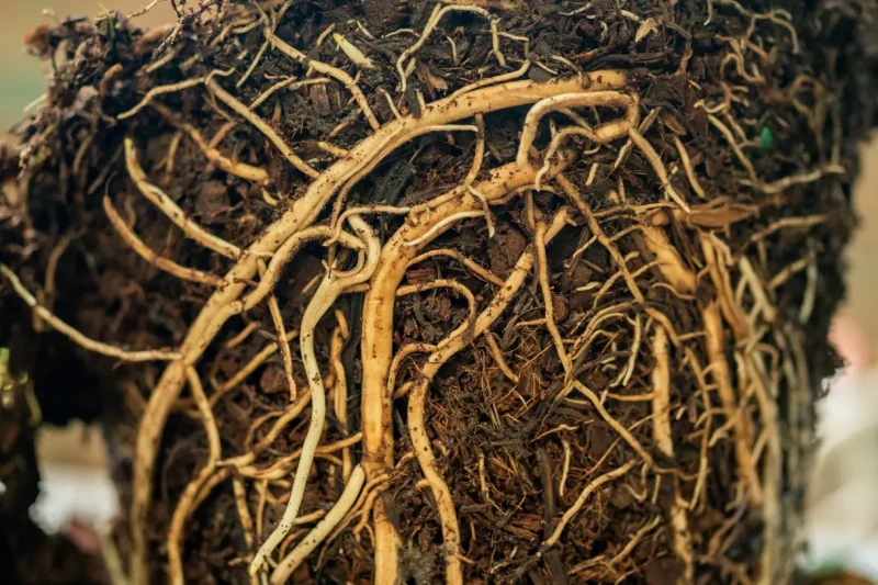 The Basics of Tree Root Architecture