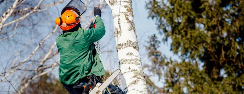 How Dangerous Is Arborist Work Compared to Other Jobs?