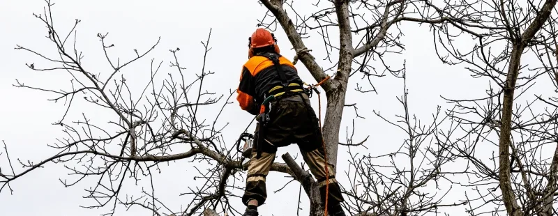 Tree service insurance requirements by state