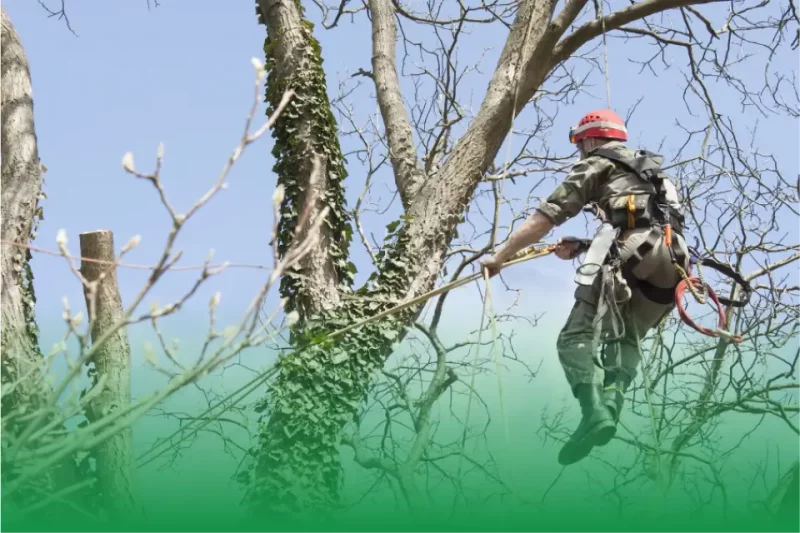 Provide Excellent Tree Care Services