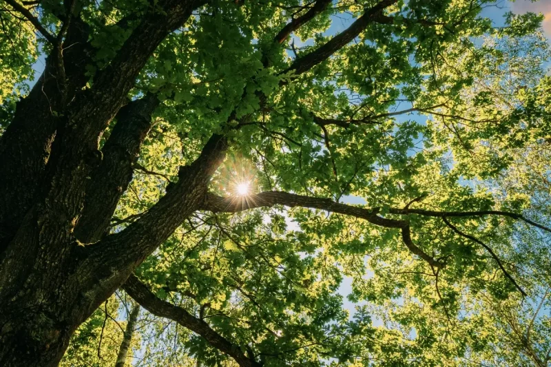 The Role of Trees in Carbon Sequestration