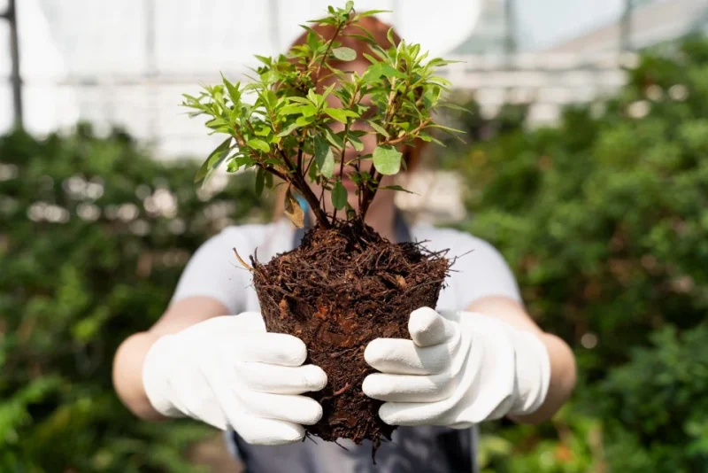 El papel de los arboristas en la silvicultura urbana y la gestión de espacios verdes