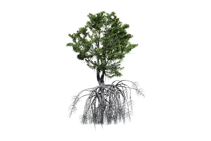 Common Problems Associated With Roots And How To Solve Them