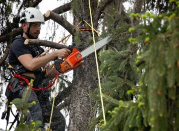 Keeping Tree Care Workers Safe