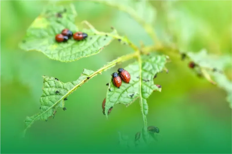 Tree Cabling and Bracing
