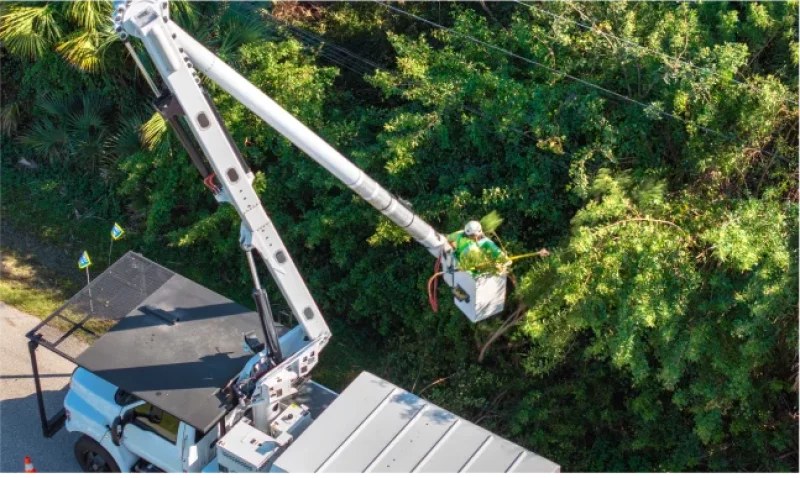 What Affects Tree Service Profitability?