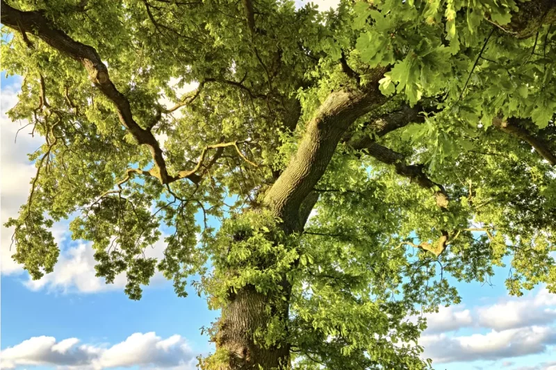 Future Trends In Carbon Offsetting Through Trees Care Programs