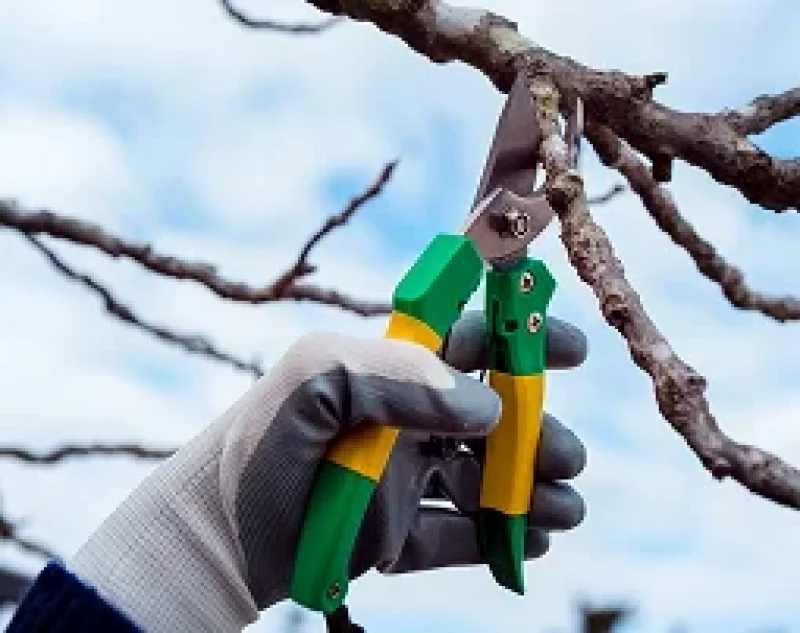 Tree Service Owner Salary: What's the Take-Home Pay?