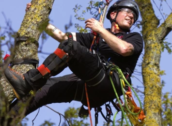 The Future of Arboriculture: Technological Innovations
