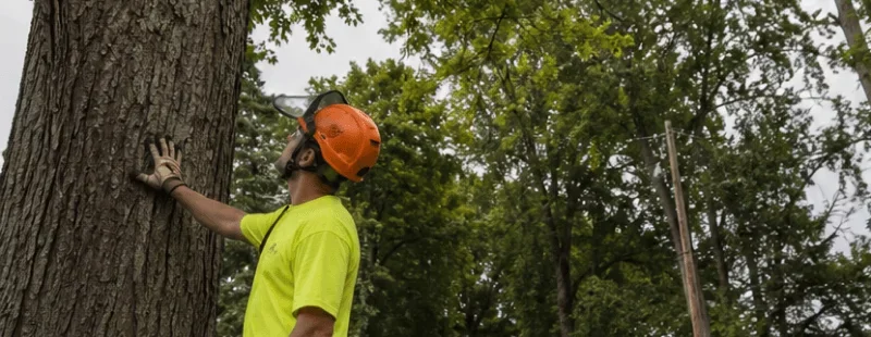 The fatal hazards tree care crews face