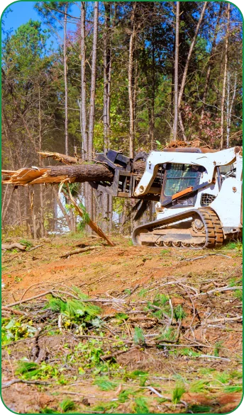Tree removal