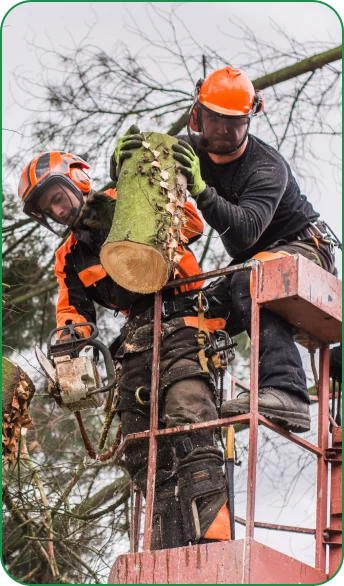 Two arborists