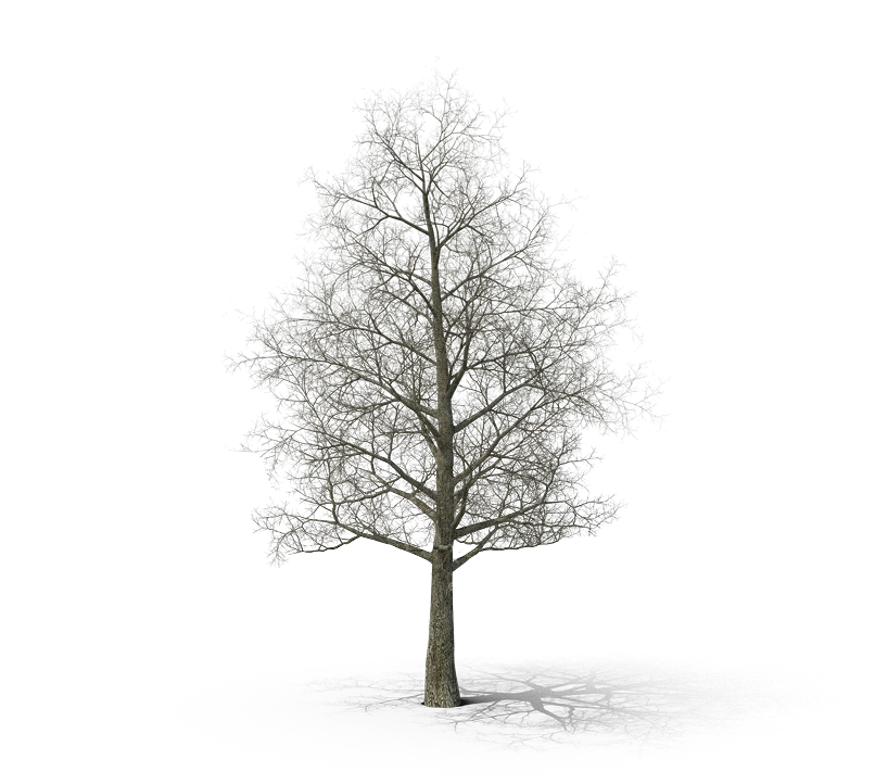Tree without leaves