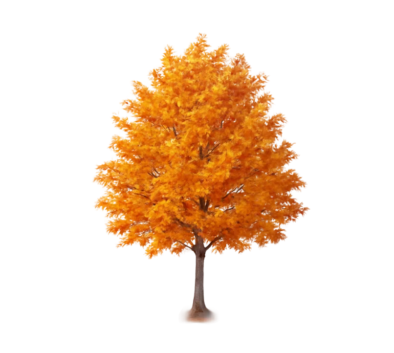 Tree with leaves