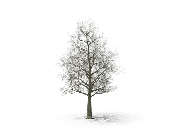 Tree without leaves