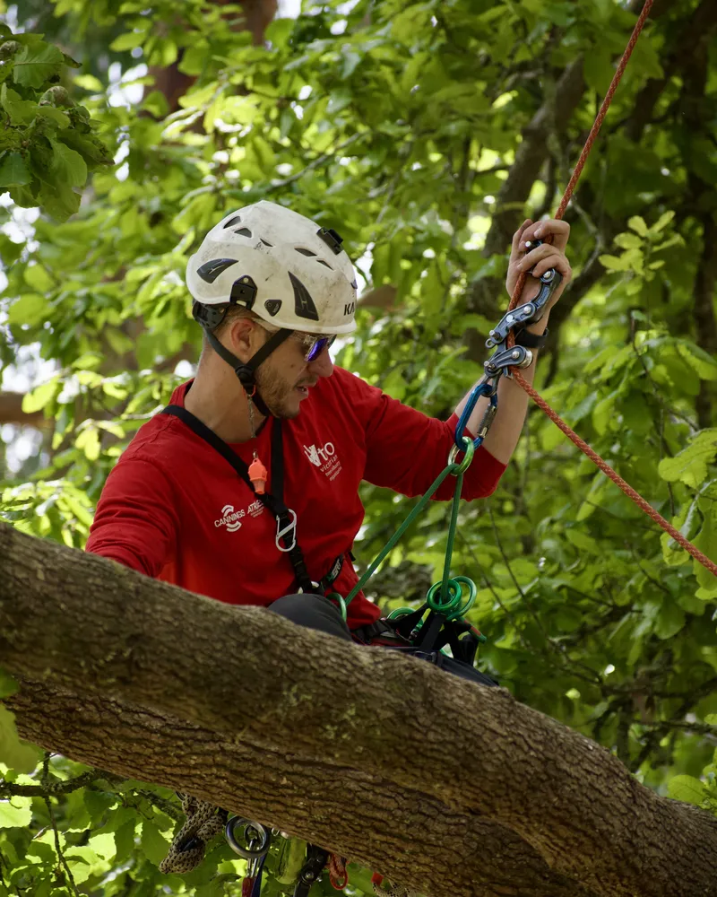 Oliver Moore climbing in a tree