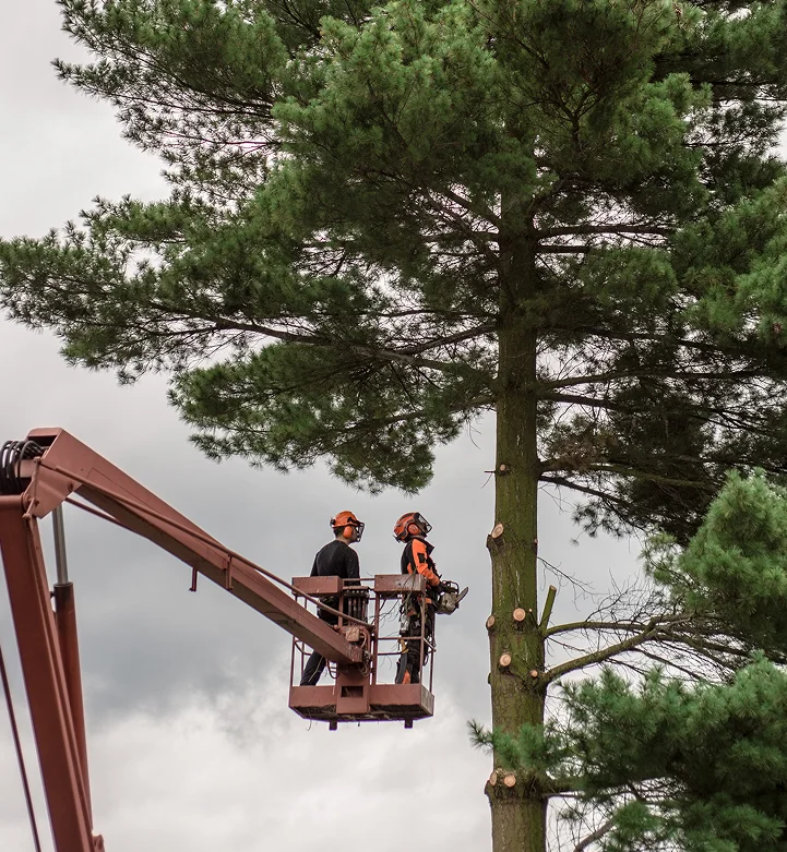 Arborists