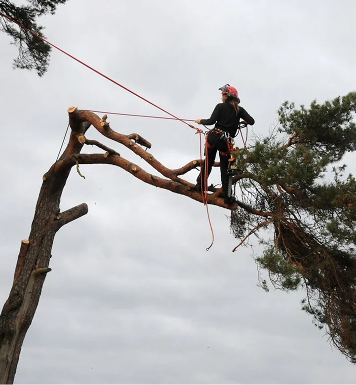 Arborists